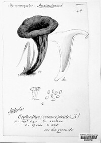 Craterellus cornucopioides image